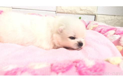 販売中の埼玉県のポメラニアン-396242の5枚目