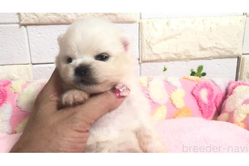 販売中の埼玉県のポメラニアン-396242の3枚目
