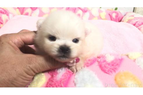 販売中の埼玉県のポメラニアン-396242の2枚目