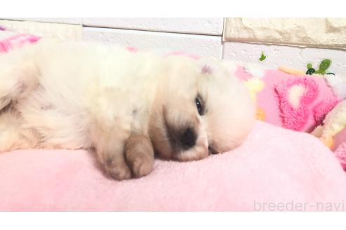 販売中の埼玉県のポメラニアン-396245の6枚目