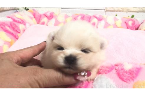 販売中の埼玉県のポメラニアン-396245の2枚目