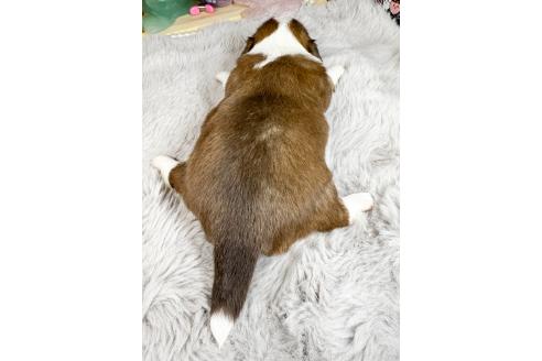 販売中の福岡県のチワワ(ロングコート)-396246の2枚目