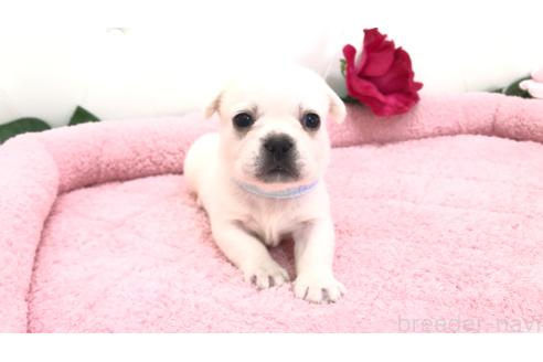 販売中の埼玉県のミックス犬-396248の1枚目
