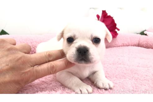 販売中の埼玉県のミックス犬-396248の13枚目