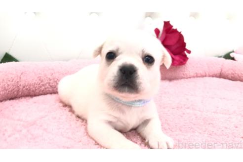 販売中の埼玉県のミックス犬-396248の12枚目