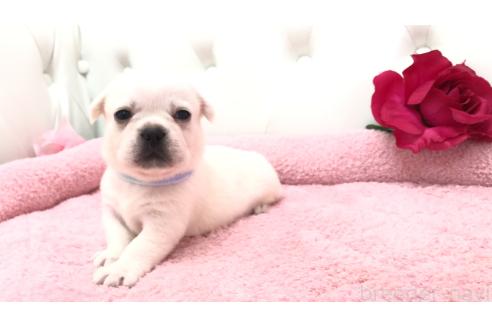 販売中の埼玉県のミックス犬-396248の10枚目