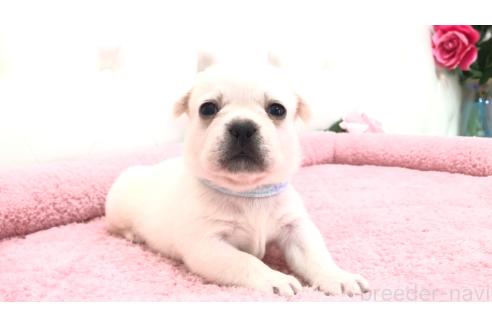 販売中の埼玉県のミックス犬-396248の9枚目