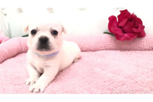 販売中の埼玉県のミックス犬-396248の8枚目