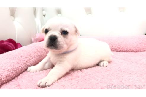 販売中の埼玉県のミックス犬-396248の7枚目