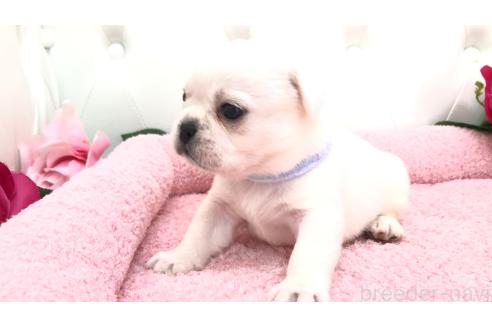 販売中の埼玉県のミックス犬-396248の6枚目