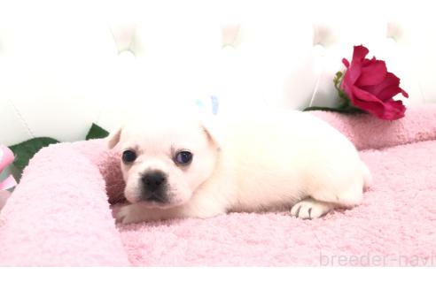 販売中の埼玉県のミックス犬-396248の5枚目