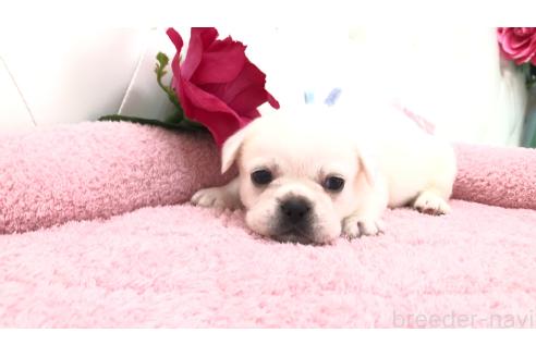 販売中の埼玉県のミックス犬-396248の4枚目