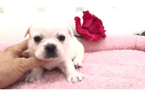 販売中の埼玉県のミックス犬-396248の3枚目