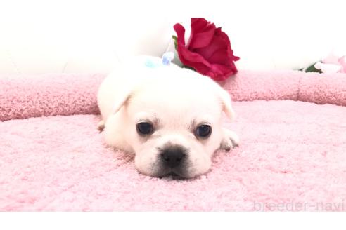 販売中の埼玉県のミックス犬-396248の2枚目