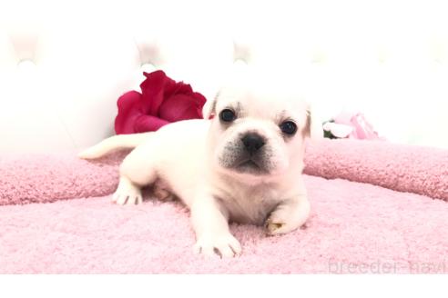 販売中の埼玉県のミックス犬-396252の1枚目