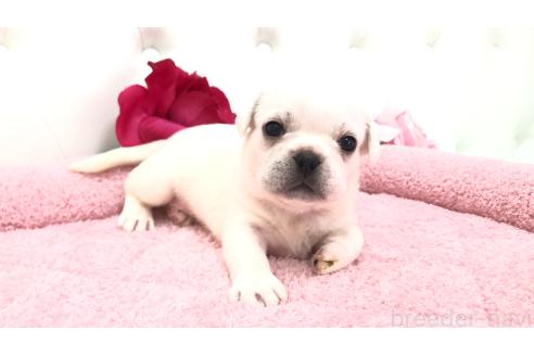 販売中の埼玉県のミックス犬-396252の11枚目