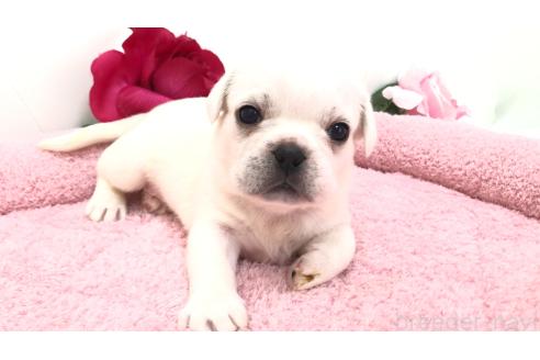 販売中の埼玉県のミックス犬-396252の10枚目