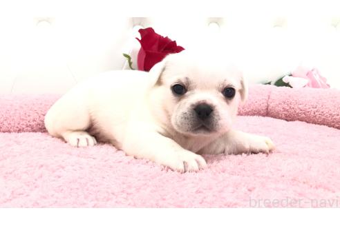 販売中の埼玉県のミックス犬-396252の9枚目