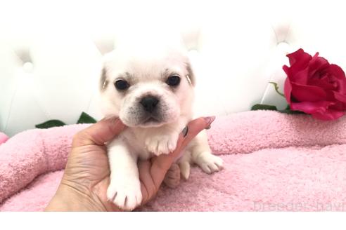 販売中の埼玉県のミックス犬-396252の8枚目