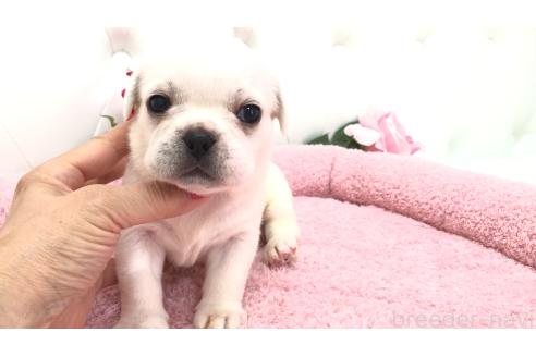 販売中の埼玉県のミックス犬-396252の7枚目