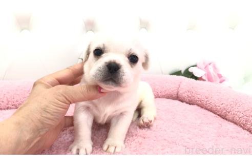 販売中の埼玉県のミックス犬-396252の6枚目