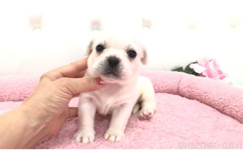 販売中の埼玉県のミックス犬-396252の5枚目