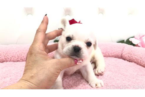 販売中の埼玉県のミックス犬-396252の4枚目