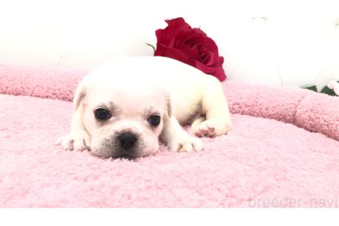 販売中の埼玉県のミックス犬-396252の3枚目