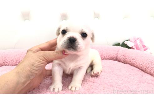 販売中の埼玉県のミックス犬-396252の2枚目