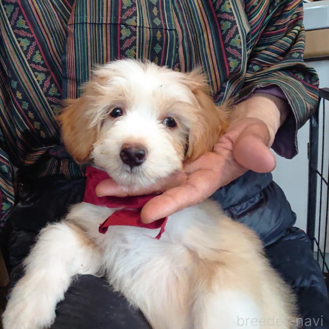 販売中の北海道のミックス犬-396254の5枚目