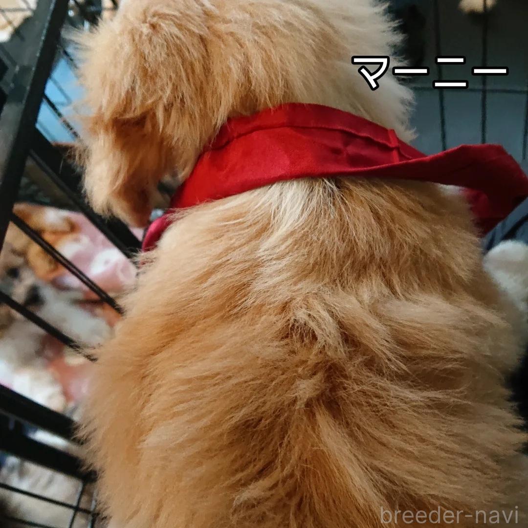 販売中の北海道のミックス犬-396254の4枚目