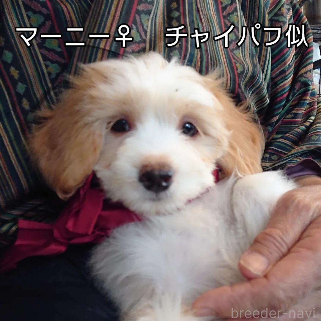 販売中の北海道のミックス犬-396254の1枚目