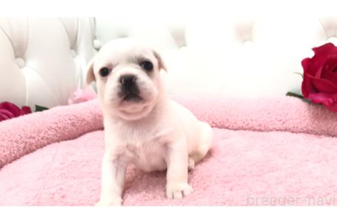 販売中の埼玉県のミックス犬-396255