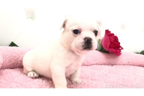 販売中の埼玉県のミックス犬-396255の13枚目