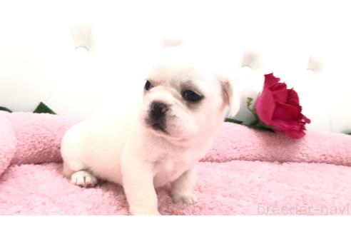 販売中の埼玉県のミックス犬-396255の12枚目