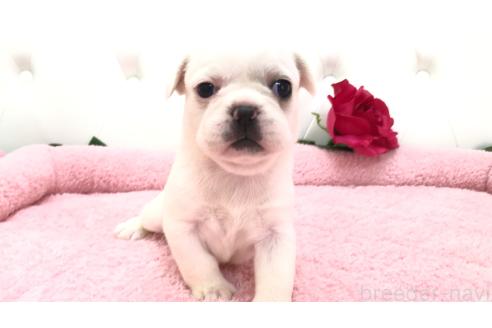 販売中の埼玉県のミックス犬-396255の11枚目