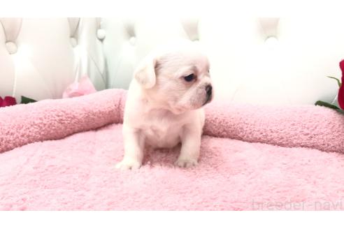 販売中の埼玉県のミックス犬-396255の10枚目