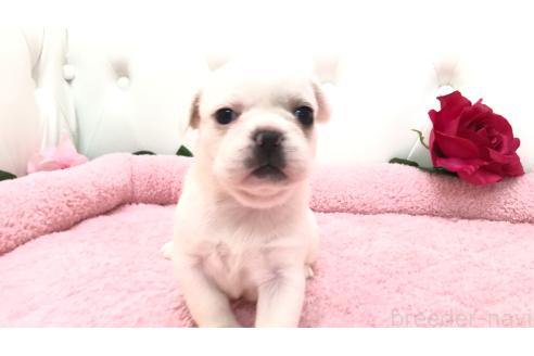 販売中の埼玉県のミックス犬-396255の8枚目
