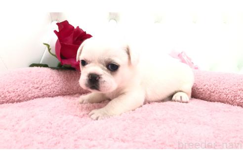 販売中の埼玉県のミックス犬-396255の7枚目
