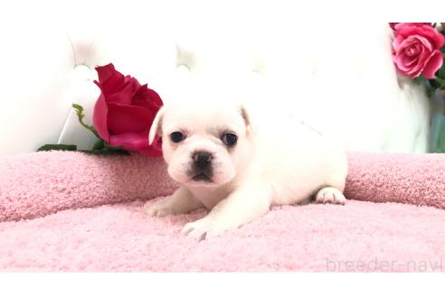 販売中の埼玉県のミックス犬-396255の6枚目