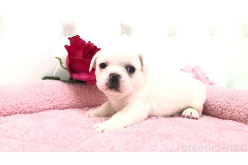 販売中の埼玉県のミックス犬-396255の5枚目