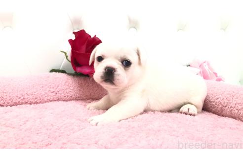 販売中の埼玉県のミックス犬-396255の4枚目