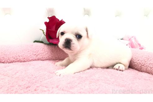 販売中の埼玉県のミックス犬-396255の3枚目