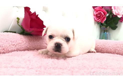販売中の埼玉県のミックス犬-396255の2枚目