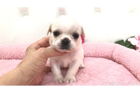 販売中の埼玉県のミックス犬-396257の1枚目
