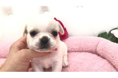 販売中の埼玉県のミックス犬-396257の7枚目