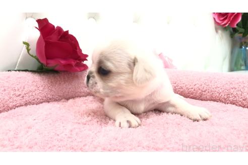 販売中の埼玉県のミックス犬-396257の6枚目