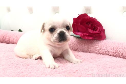 販売中の埼玉県のミックス犬-396257の5枚目
