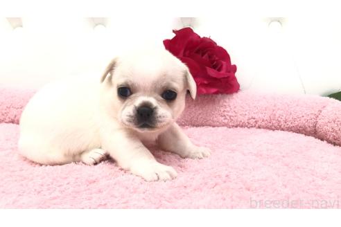 販売中の埼玉県のミックス犬-396257の4枚目