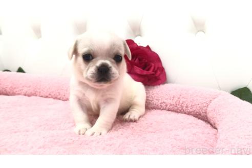販売中の埼玉県のミックス犬-396257の3枚目